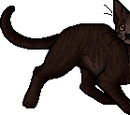 Dustpelt