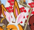 Animal Related Accessories