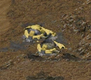 Tiberium silo (Tiberian Dawn)