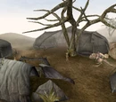 Ahemmusa Camp