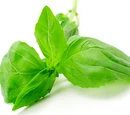 Basil