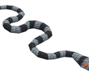 Sea Snake Hatchling
