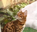 Dogs and Cats Wiki