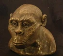 Hominidae