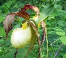 Cypripedium kentuckiense