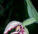 Cypripedium guttatum