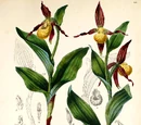 Cypripedium