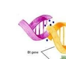 Gene-Splicing