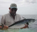 Bonito and skipjack