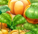 Marshmallow Pumpkins