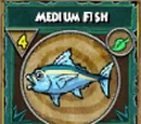 Medium Fish