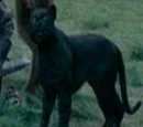 Panther