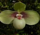Paphiopedilum hangianum