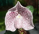 Paphiopedilum godefroyae