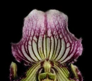 Paphiopedilum fairrieanum