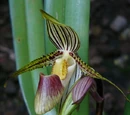 Paphiopedilum glanduliferum