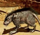Rato womp