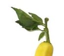 Yellow wax pepper