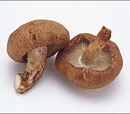 Shiitake mushroom