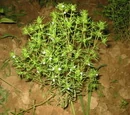 Summer savory