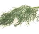 Dill