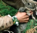 Rabbit