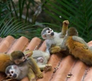 Happy Monkey