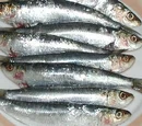 Sardines and pilchards
