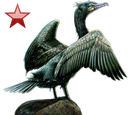 Double Crested Cormorant