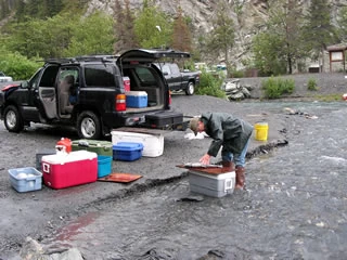 Gutting red salmon in O'Brien Creek for the ride home