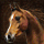 Image:Thoroughbred.png