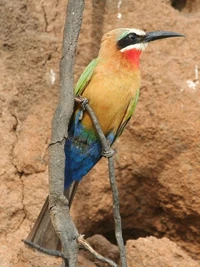 Bee-eater