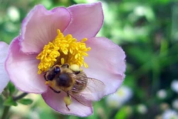 Pollen sticking to a bee. Insects involuntarily transporting pollen from flower to flower play an important role in many plants' reproductive cycles.