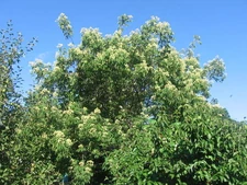 Tetradium danielii înflorit