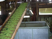 Hops being processed for commercial use