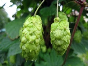 Hop cones