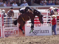Rodeo rider at the Calgary Stampede