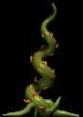 C2 Walking Tendril
