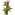 Kalyptus
