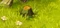 Bombu Stump
