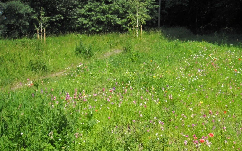 St. Marys Lane wild flowers