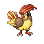 pidgey