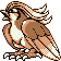 pidgeotto