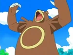 Ursaring de Paul/Polo