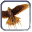 Image:Hawk.gif