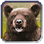 Image:Bear.gif
