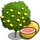 Grapefruit Tree