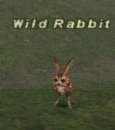 Wild Rabbit in East Ronfaure