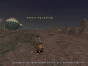 Wandering Sapling