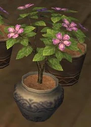 Fully grown fruit seeds.